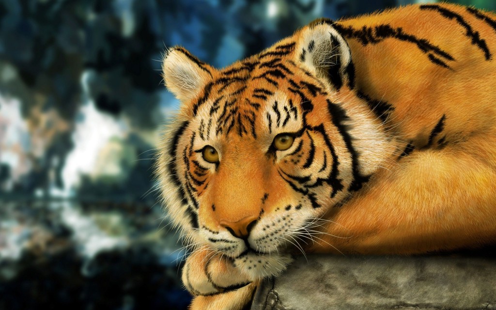 tiger-wallpapers-stugon.com (3)