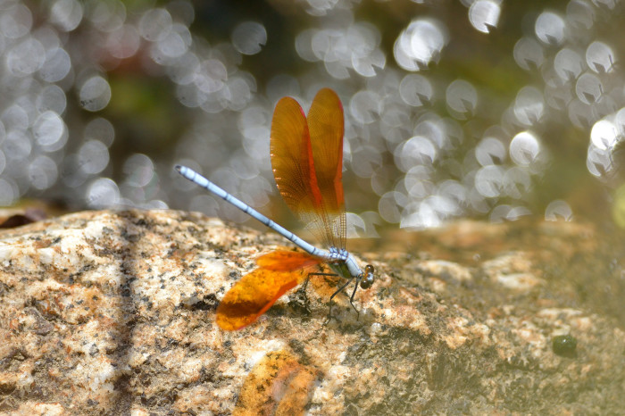 dragonflies-wallpapers-stugon (10)