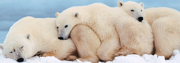 ice-king-polar-bear-mini