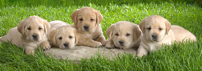 dog-wallpaper-collection-small